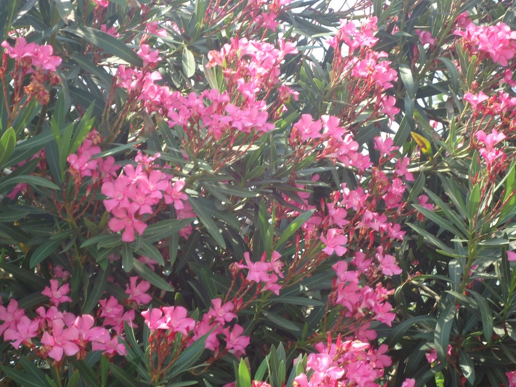 imagini hotel LETOONIA GOLF BELEK